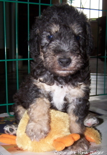 Alanus 01052006-1.jpg